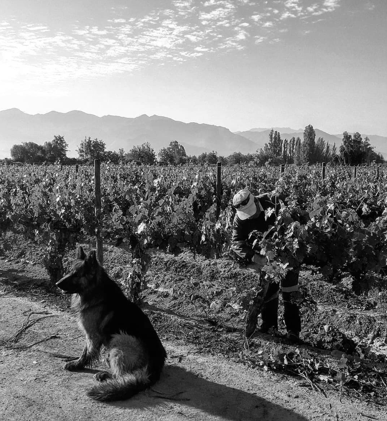 Viñedos bowines