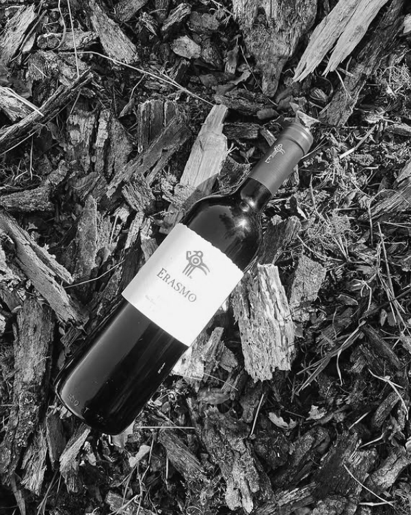 Vino erasmo