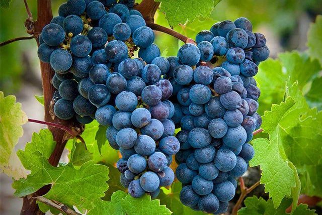 Cabernet Franc