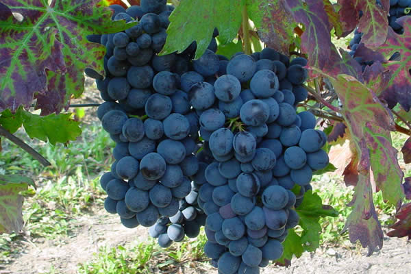 Barbera